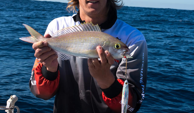 Gold band snapper off perth?